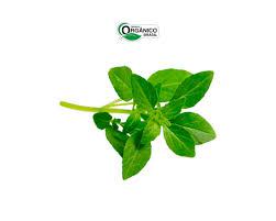 MANJERICAO ORGANICO CAISP