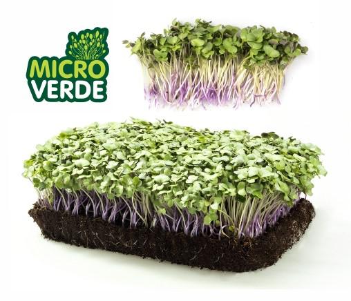 MICROVERDES VIVOS
