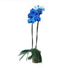 MINI ORQUIDEA 2 HASTES AZUL