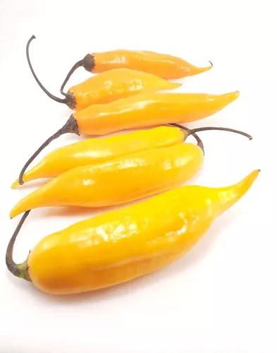 PIMENTA DEDO DE MOCA AMARELA BDJ UN