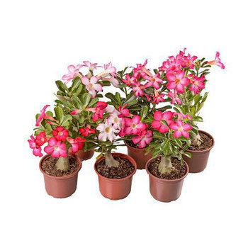 ROSA DO DESERTO VASO