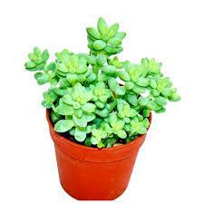 SUCULENTA CACTUS MEDIO