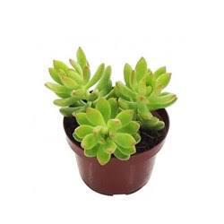 SUCULENTA MINI P06