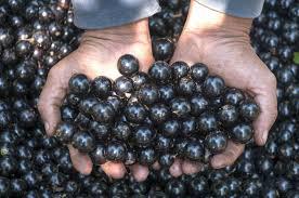 JABUTICABA BAN 100GR**