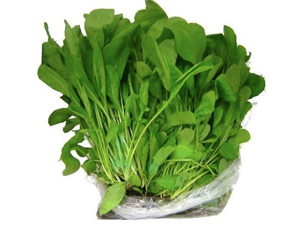 RUCULA HIDROPONICA UN