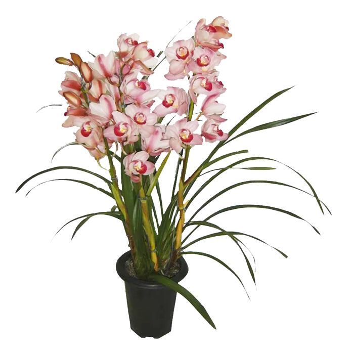 FL/PL ORQ CYMBIDIUM