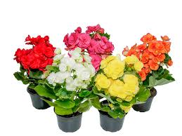 FL/PL BEGONIA P11