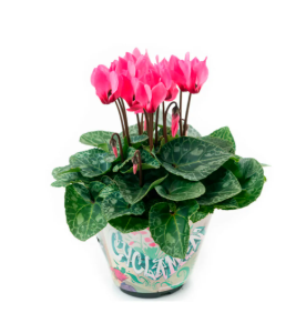 Cyclamen P11