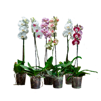 FL/PL ORQ PHALAENOPSIS P12 MIX