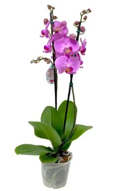 Orquídea Dendrobium Borneo P13