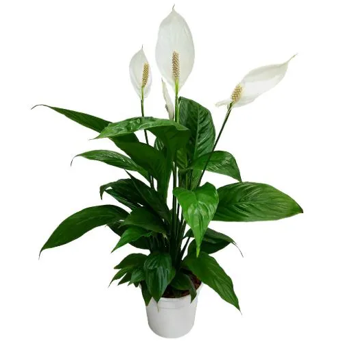 FL/PL LIRIO DA PAZ (SPATHIFILLUM)