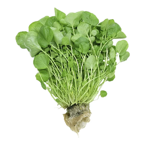 AGRIAO HIDROPONICO COMUM