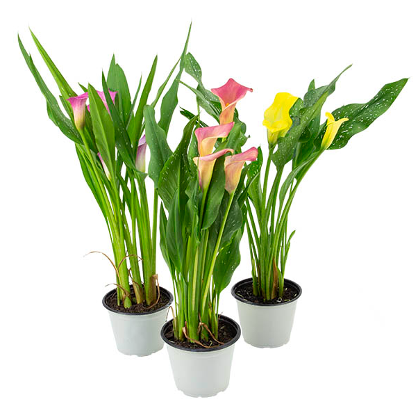 FL/PL CALLA COLORIDA