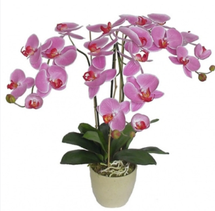 FL/PL ORQUIDEA PHALAENOPSIS PURPURAP9