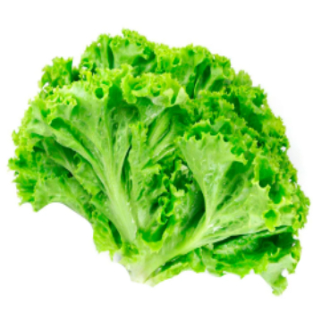 Alface Crespa Orgânica Miller 