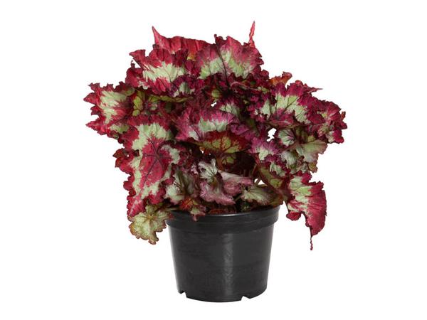 PLANTA BEGONIA REX P15