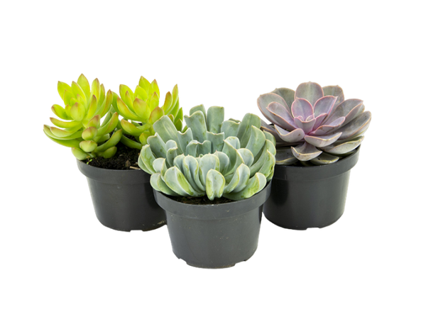 PLANTA MINI SUCULENTA P6