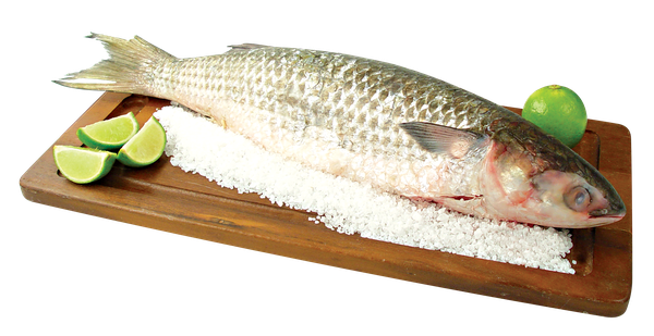 Peixe Tainha Kg