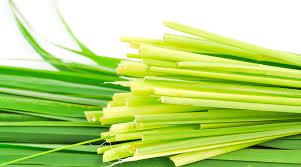 CAPIM LIMAO IN NATURA UN