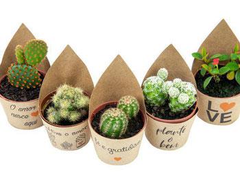 FLOR - CACTUS MINI P6