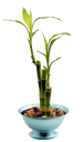 FLOR - DRACENA LUCKY BAMBOO P06
