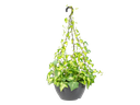 FLOR - HEDERA C21