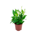 FLOR - LIRIO DA PAZ P11