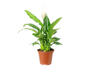 FLOR - LIRIO DA PAZ P15