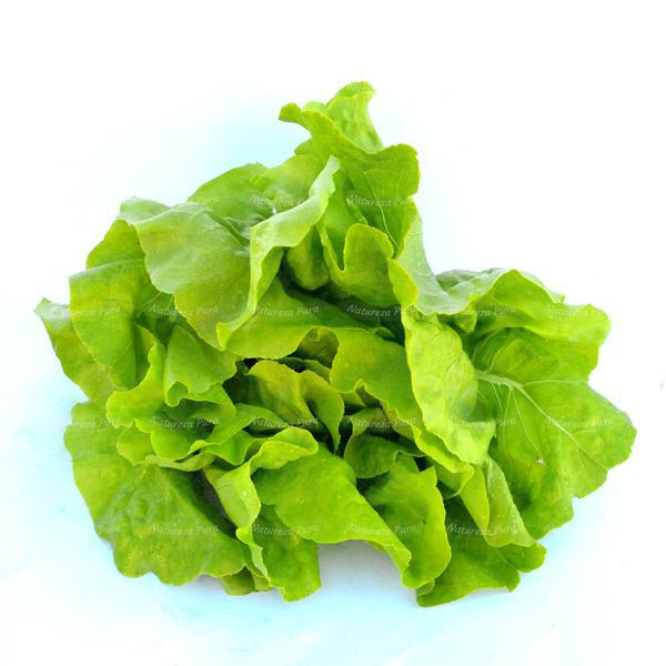 HORTI - ALFACE LISA UN