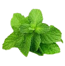 HORTELA HORTA VERDE UN