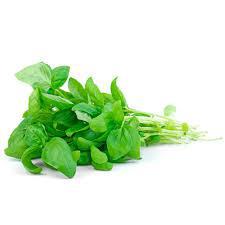 MANJERICAO HORTA VERDE UN