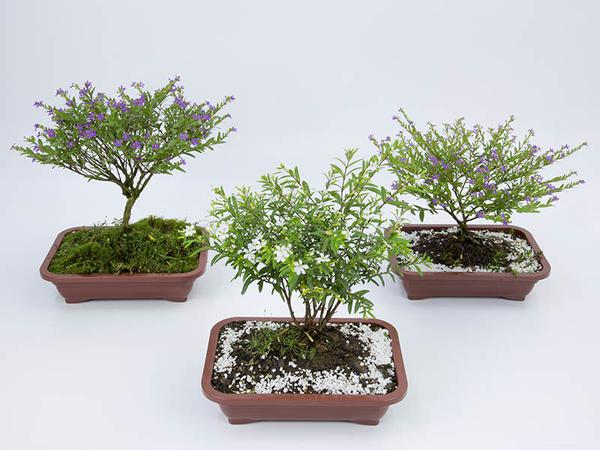 Bonsai Jovem