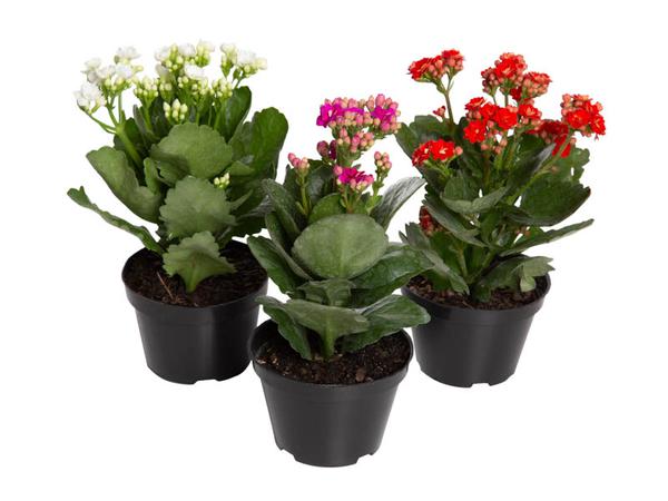 Kalanchoe Dobrado Pt06 Mini