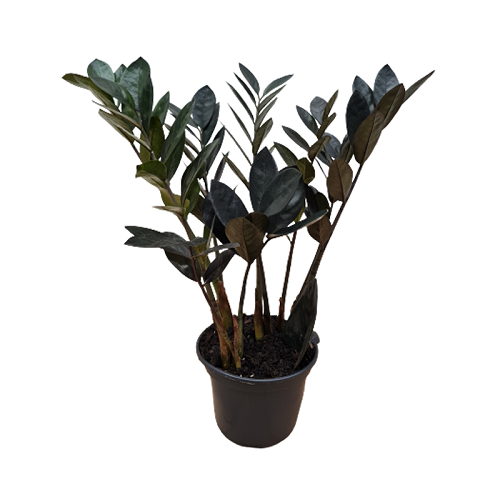 Zamioculcas Black Pt17