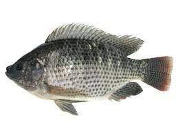 Peixe Rakki Tilapia Kg