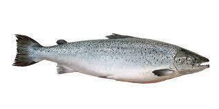 SALMÃO INTEIRO KG FRESCO