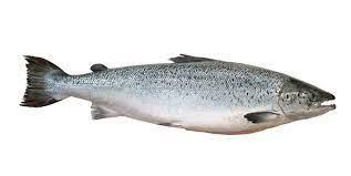 SALMÃO INTEIRO KG FRESCO