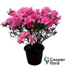 FLOR - AZALEIA LIEBE P9