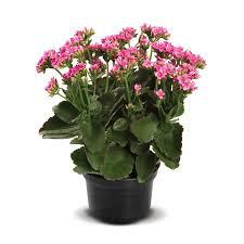 FLOR - AZALEIA P15