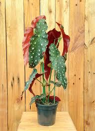 FLOR - BEGONIA MACULATA GRANDE