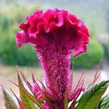 FLOR - CRISTA DE GALO