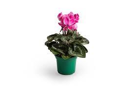 FLOR - CYCLAMEN MEDIO