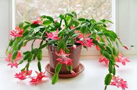 FLOR - DE MAIO