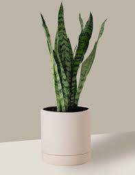 FLOR - ESPADA DE SÃO JORGE MEDIO