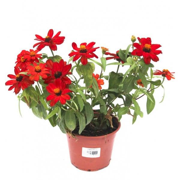 FLOR - MINI ZINNIA