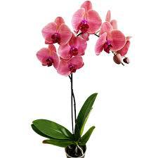 FLOR - ORQUIDEA PHALAENOPSIS MIX P12
