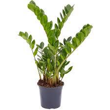 FLOR - ZAMIOCULCAS GRANDE