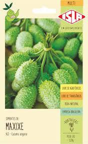 SEMENTE MAXIXE