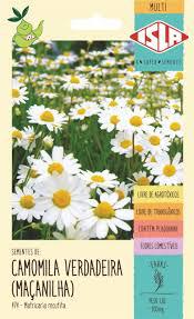 SEMENTE MULTI CAMOMILA VERDADEIRA /MACANILHA