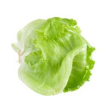 ALFACE AMERICANA ST LUCIA UN